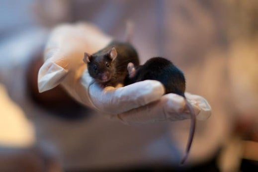 Mice during a demonstration at The 2nd International Conference of Israel Homeland Security expo on November 12, 2012 in Tel Aviv, Israel. Israels Tamar Group has developed an explosives and drugs detection system, named Bio Explorer, using mice.